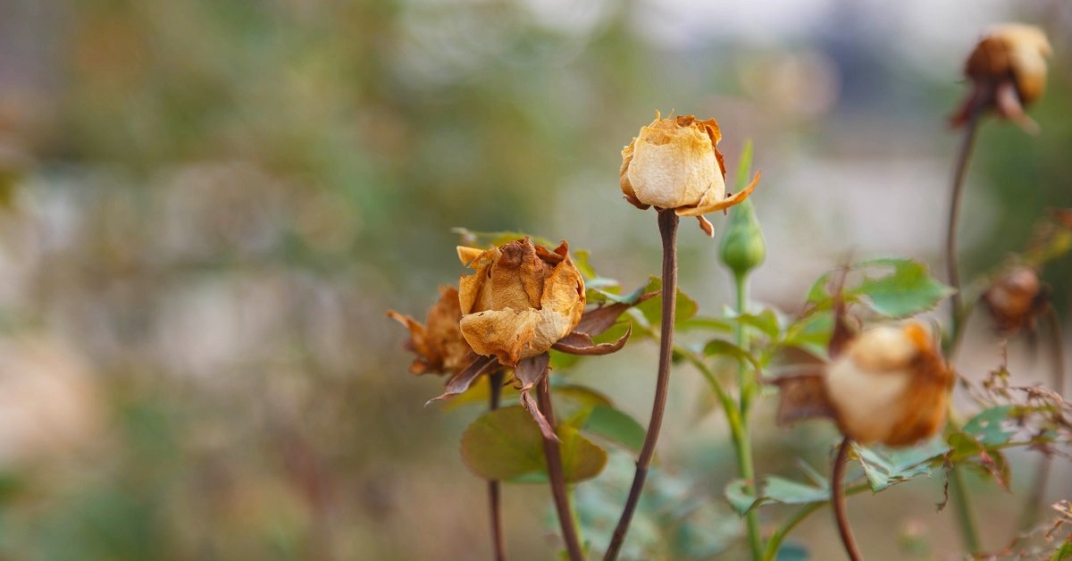 Роза чайно-гибридная Анастасия белая (саженец класса АА+) высший сорт
